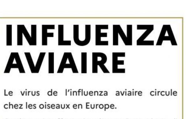 Influenza Aviaire
